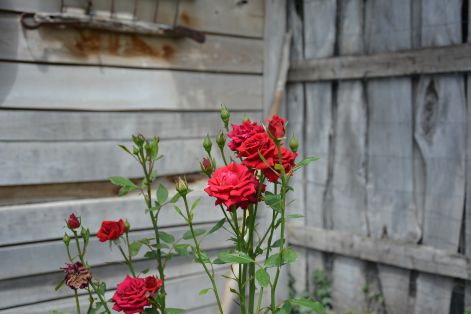 dsc_0141.jpg